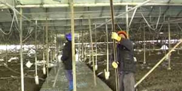 Serele de la Işalniţa au fost distruse din cauza zăpezii