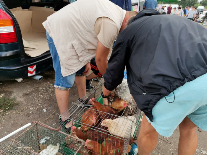 Puii de carne se vând la prețuri accesibile FOTO: A.M.