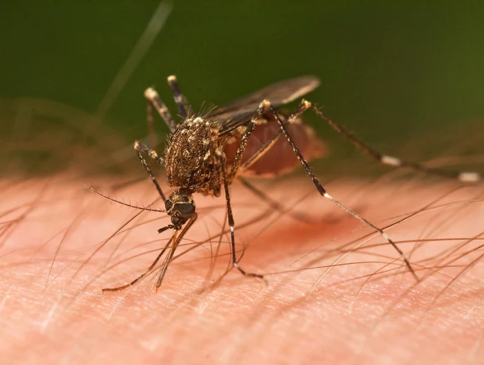 Infectarea cu virusul West Nile poate duce la deces