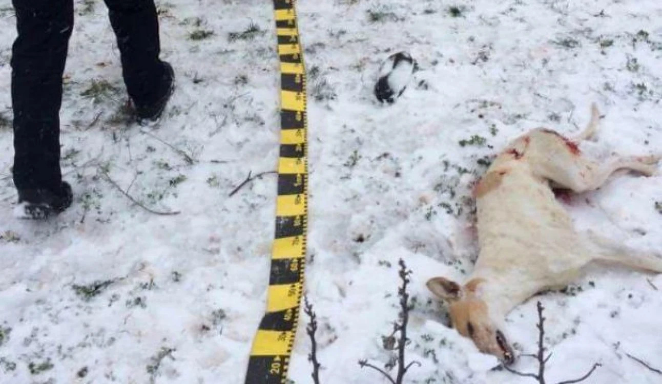 Un paznic de vânătoare din Dolj este acuzat că a împuşcat doi câini cu sânge rece