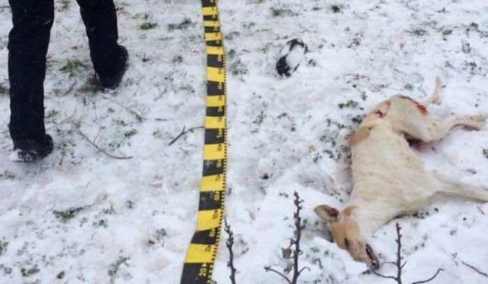Un paznic de vânătoare din Dolj este acuzat că a împuşcat doi câini cu sânge rece