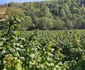 Satul Negoiu din Lunca Cernii de Jos, Hunedoara, Foto Daniel Guță, ADEVĂRUL (26) jpg