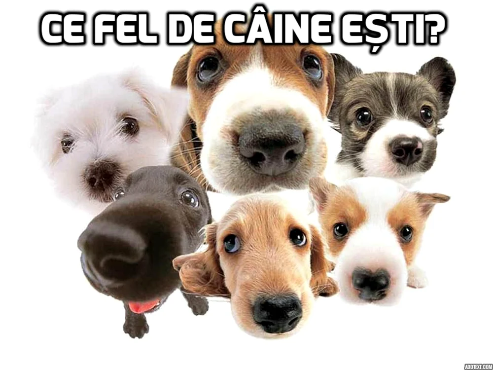 
    Rezolvă testulSURSĂ FOTO: playbuzz.com  