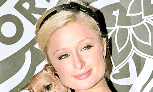Paris Hilton o egalează  la răsfăţul dulăilor:  dă pe an 200 000 $ jpeg