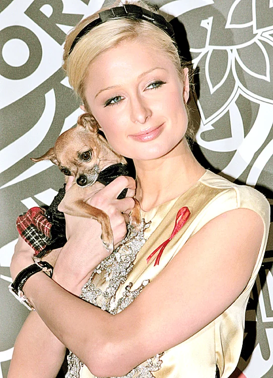 Paris Hilton o egalează  la răsfăţul dulăilor:  dă pe an 200.000 $