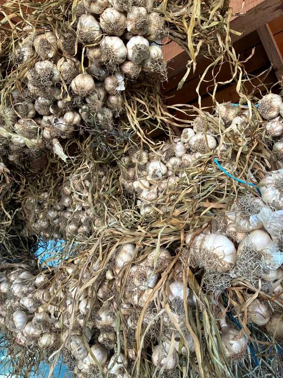 Cumpărătorii preferă să-l cumpere astfel pregătit FOTO: arhiva fermier Ilie Oncică