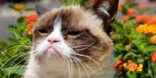 grumpy cat 