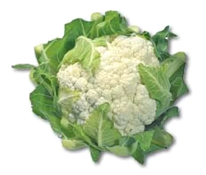 
    Conopida conţine o cantitate foarte mare de potasiu, vitaminele B, B2, C, calciu, magneziu dar şi fier  