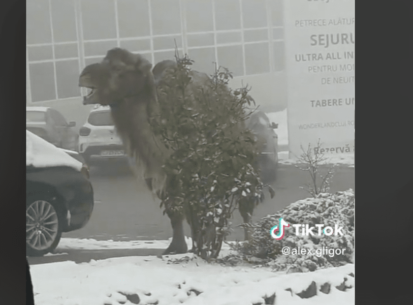 VIRAL: Cămilă filmată în Cluj, vedetă pe TikTok. „Am adus-o din Austria. Vrem să facem parc zoo” VIDEO