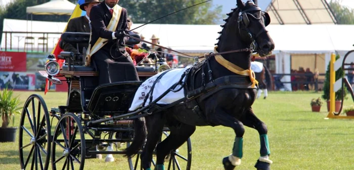 Lipiţanul Neapolitano, campion mondial, şi sportivul Roland Varga FOTO: Hippoevent.at