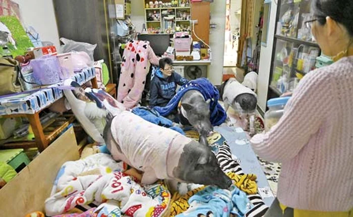 Ping este porcul cel mai mare: 100 kg, la doar patru ani