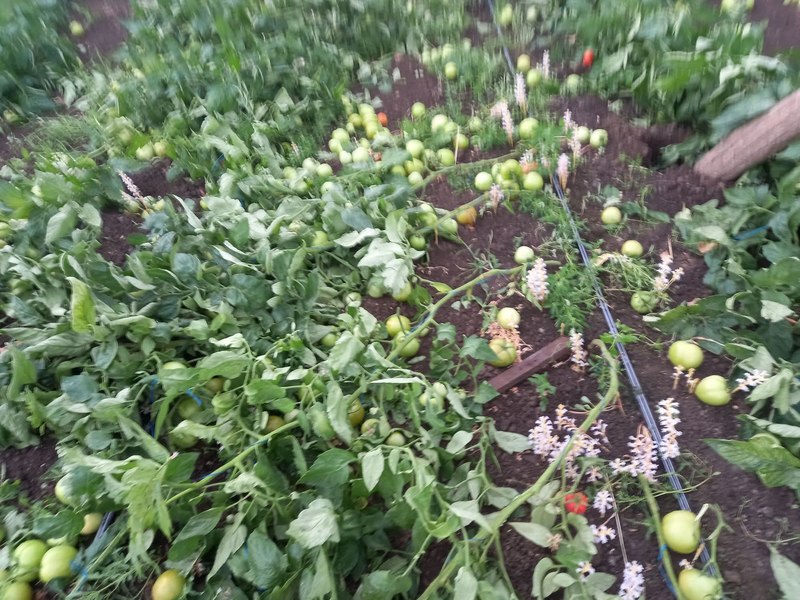 Solarii distruse de furtună la Matca, cel mai mare bazin legumicol din țară: „Muncești un an întreg pentru a avea roade bogate...”