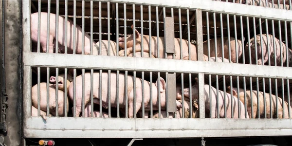 transport porci camion animale vii foto shutterstock