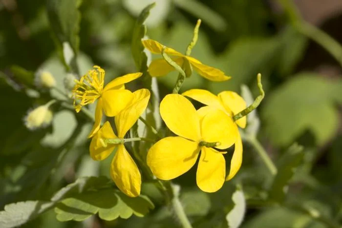 1 rostopasca jpg jpeg