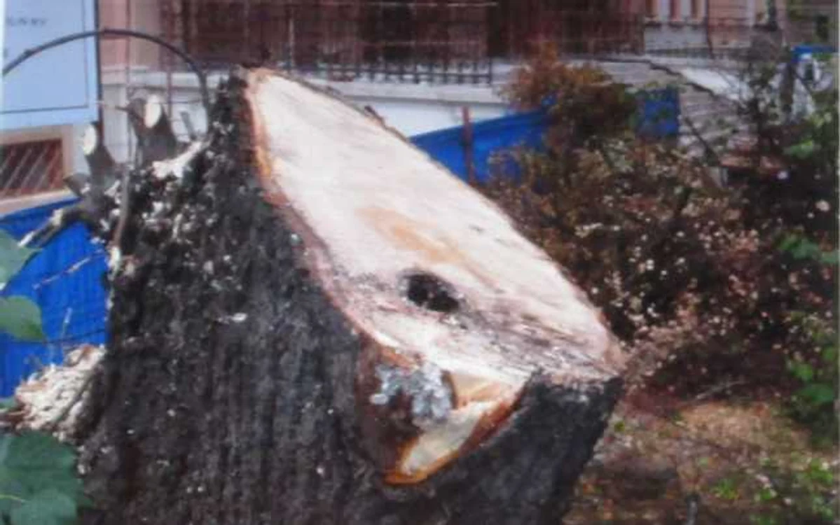 O parte din arbori au fost tăiaţi