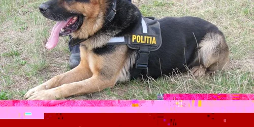 Câinii de la Poliţia de Frontieră