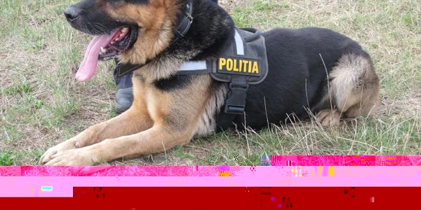 Câinii de la Poliţia de Frontieră 