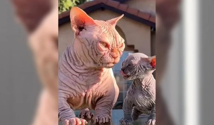 Pisici XL Bully. FOTO: captură video