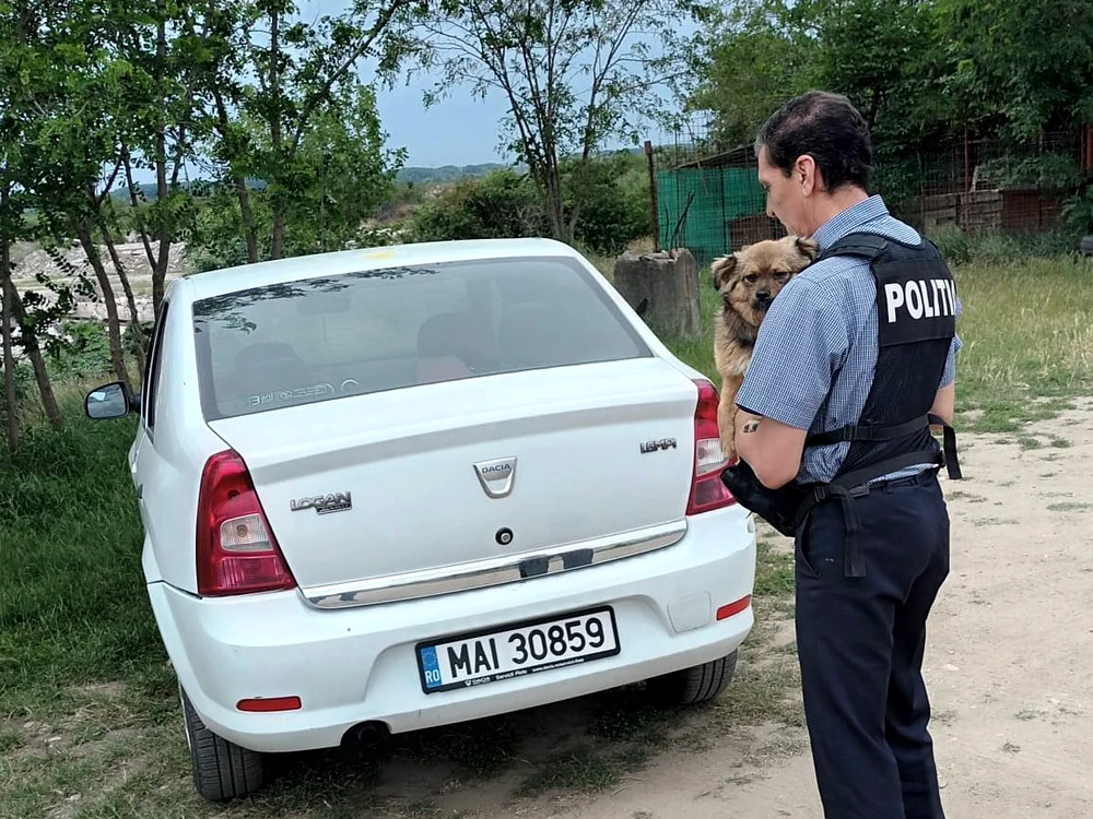 Câinele a fost plasat într-un adăpost din Slatina FOTO: IPJ Olt