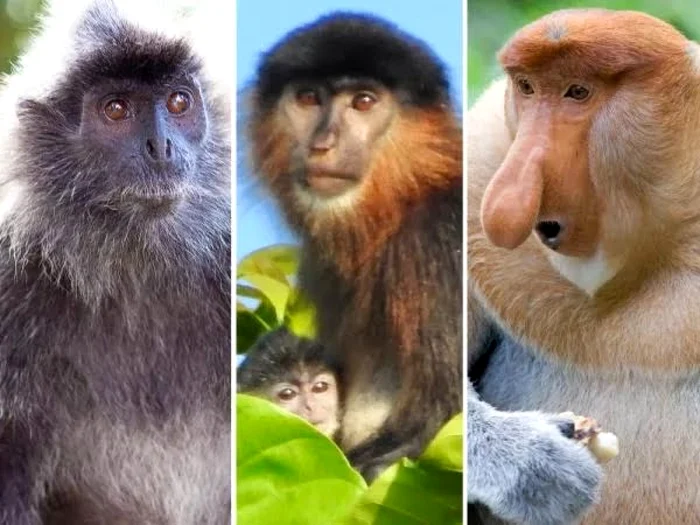 Maimuţa hibrid şi puiul ei (centru), alături de părinţii ei, maimuţa proboscis (dreapta) şi langurul argintiu (stanga) Foto: Twitter/ Discovered This Week