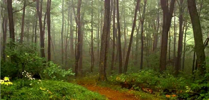 Pădurile Oltului, deşi nu foarte întinse, adăpostesc bogăţii nebănuite. Foto: www.bio-olt.ro