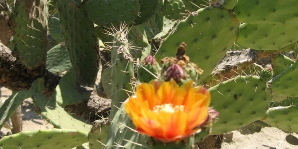 cactusi