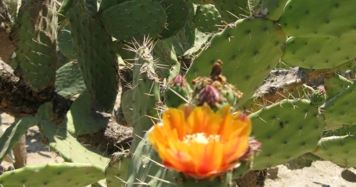 Deşi nu sunt foarte pretenţioşi, cactuşii au câteva nevoi de care ar trebui să ţinem cont FOTO: Alina Mitran