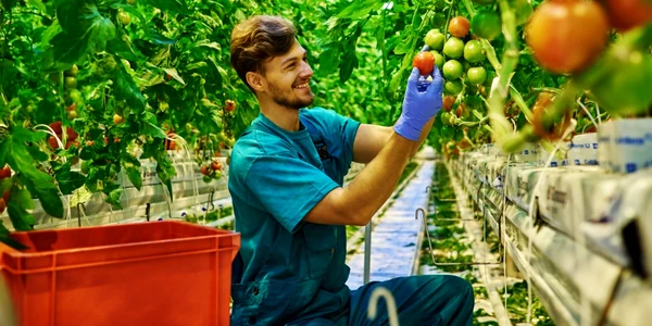 Tanar fermier culege rosii - agricultura FOTO Shutterstock