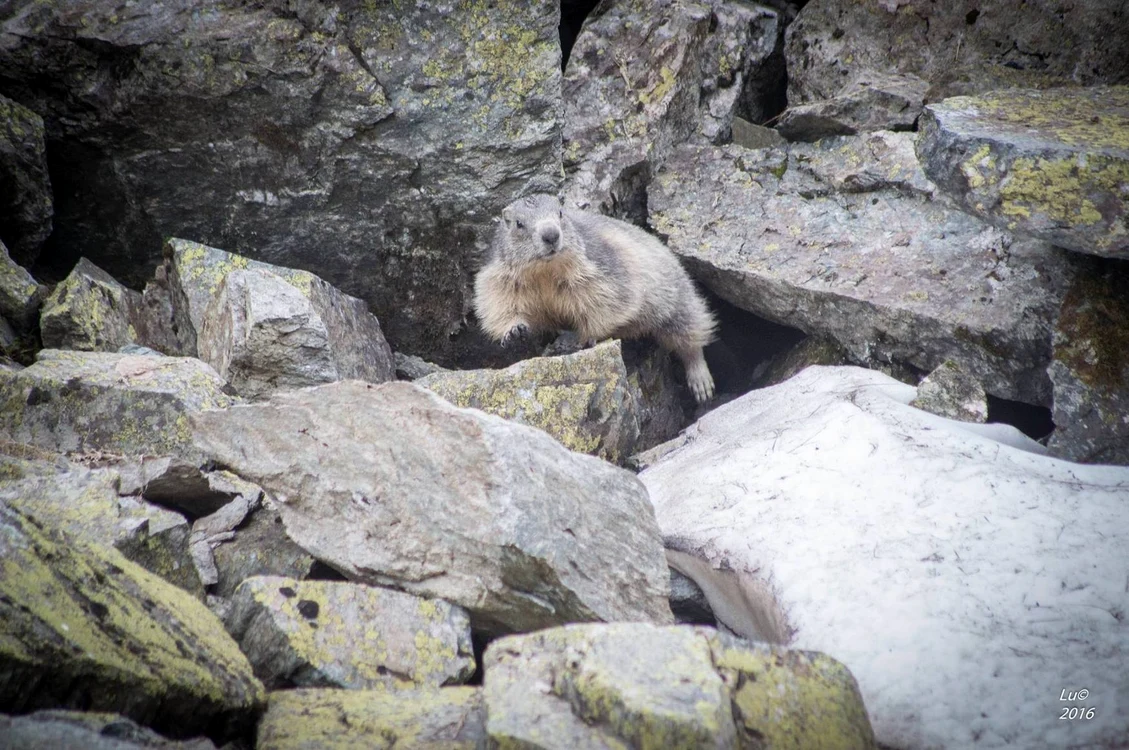 Marmote în Retezat. Foto: Lucian Ignat. 