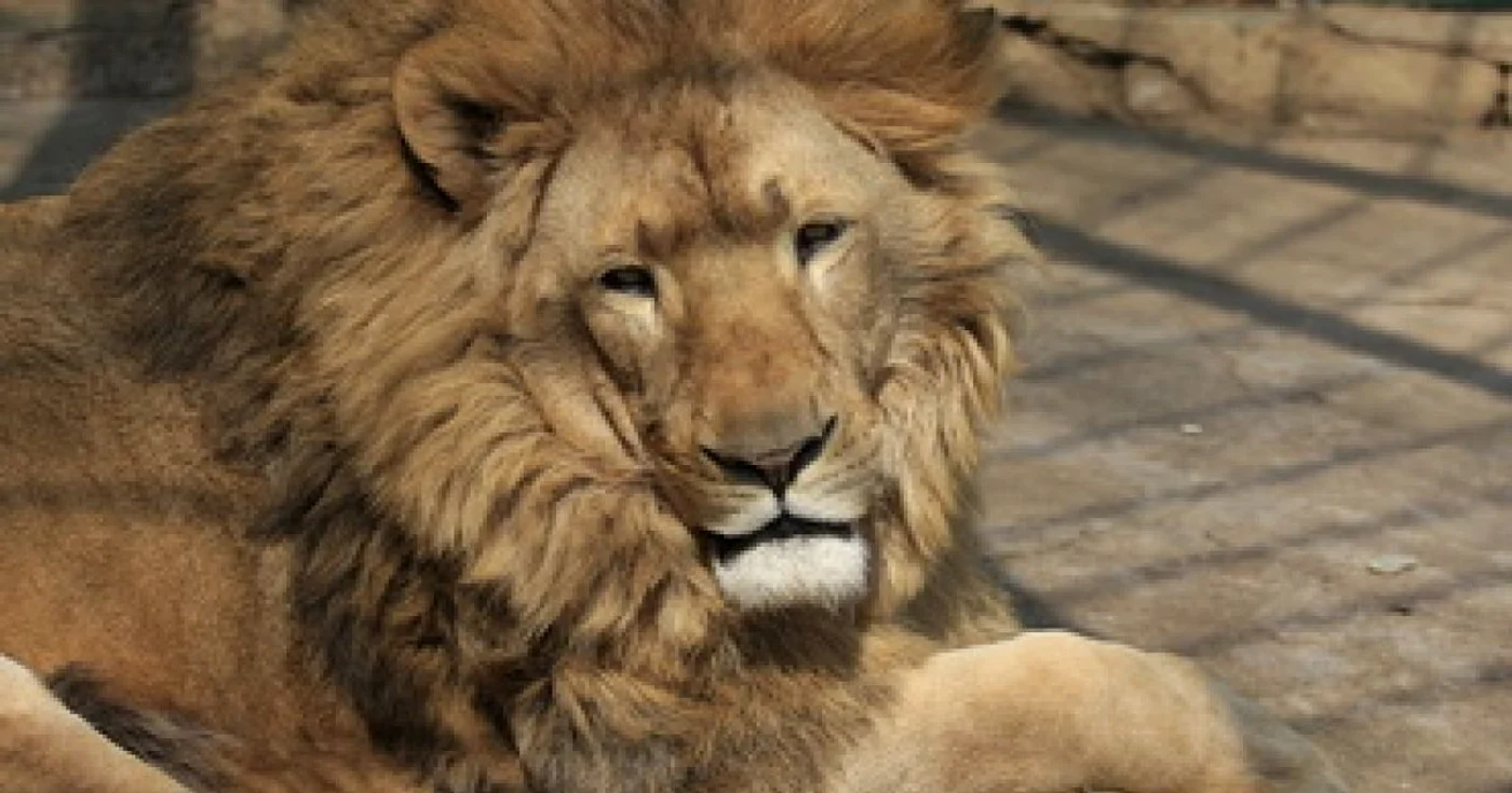 Sibiu: Record de vizitatori la Zoo