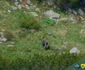 Animale sălbatice în Munții Retezat Sursa Parcul național Retezat (4) jpg