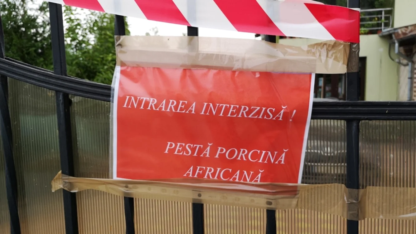 asistent pesta lucieni