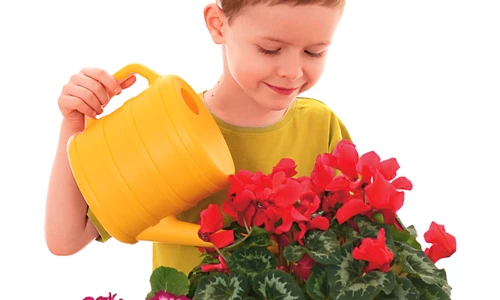 1 50530 original jpg jpeg