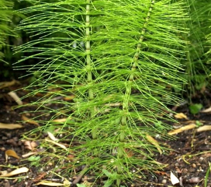 
    Coada calului este o plantă apreciată pentru calităţile curative de secole întregi  