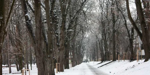 Parcul Municipal Bistriţa 12