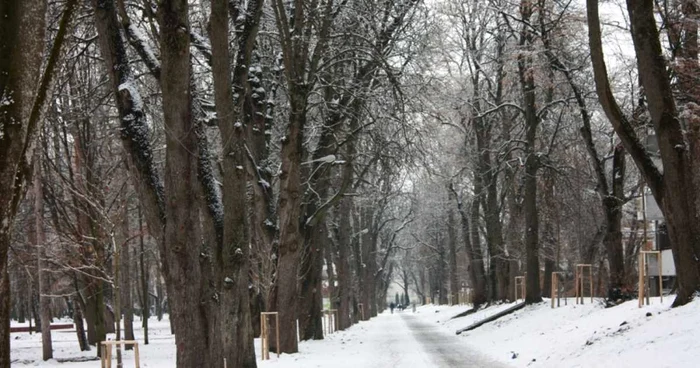 Printre arbori vechi de sute de ani şi-au făcut apariţia în special pe aleea principală puieţi, care vin să înlocuiască copacii sacrificaţi