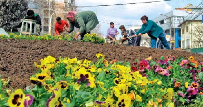 Panseluţele vor fi plantate la începutul primăverii