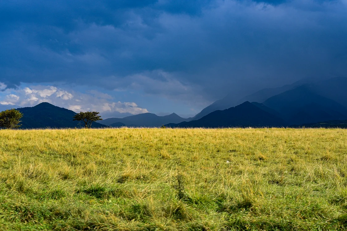 Specie rară și periculoasă văzută în România