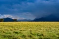field 6269947 1280 jpg
