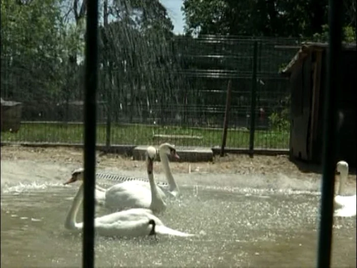 Animalele de la Zoo au parte de tratament special în perioadă de caniculă