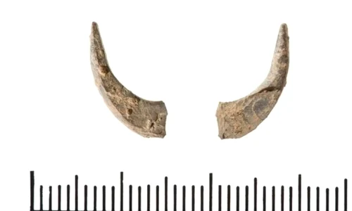 A fost descoperit cel mai vechi cârlig de pescuit jpeg