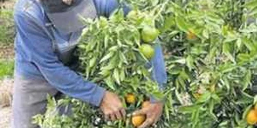 Muncitorii veniseră la cules de portocale în localitatea Onda, din provincia Castellon