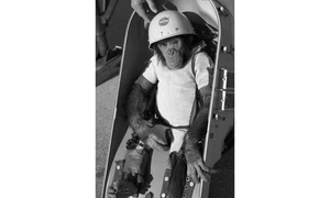 cimpanzeul ham foto wikipedia png