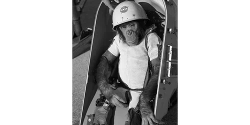 cimpanzeul ham foto wikipedia png