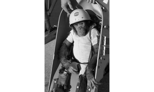 cimpanzeul ham foto wikipedia png