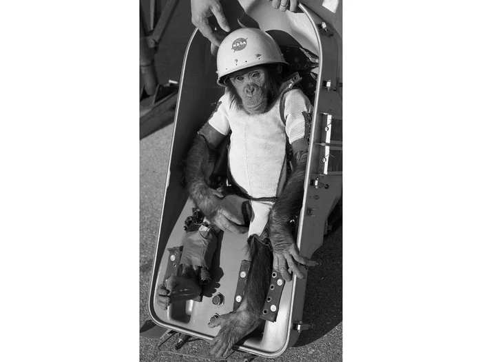 Cimpanzeul Ham/FOTO: Wikipedia