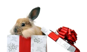 easter bunny 86894 jpeg