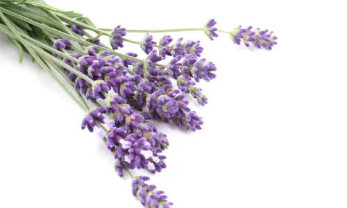 lavanda jpeg