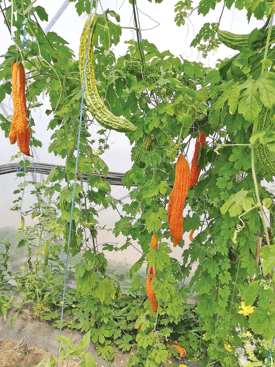 
    Laurenţiu Mălăescu vinde castravetele cu 5 lei bucata şi kilogramul cu 30 de lei  