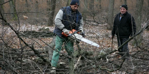 Printre copacii defrişaţi se află şi câţiva castani bătrâni de 50 de ani